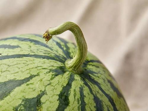 人生怎么吃瓜 第3张 人生怎么吃瓜 第3张